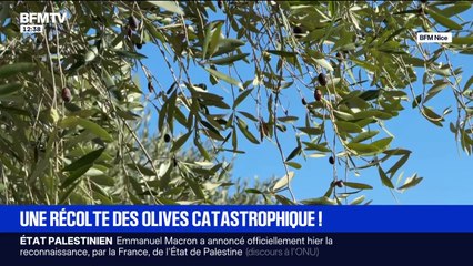 À cause des fortes chaleurs lors de la pollinisation, la récolte d'olives à Nice est catastrophique