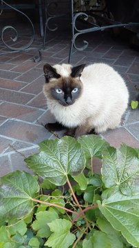 Dinner Done! Time to Relax! :) #shorts #cats #funny #funnycats #fyp #viralcats #cute