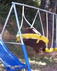 Caught on Camera Curious Bear Keeps Visiting Man’s Garden