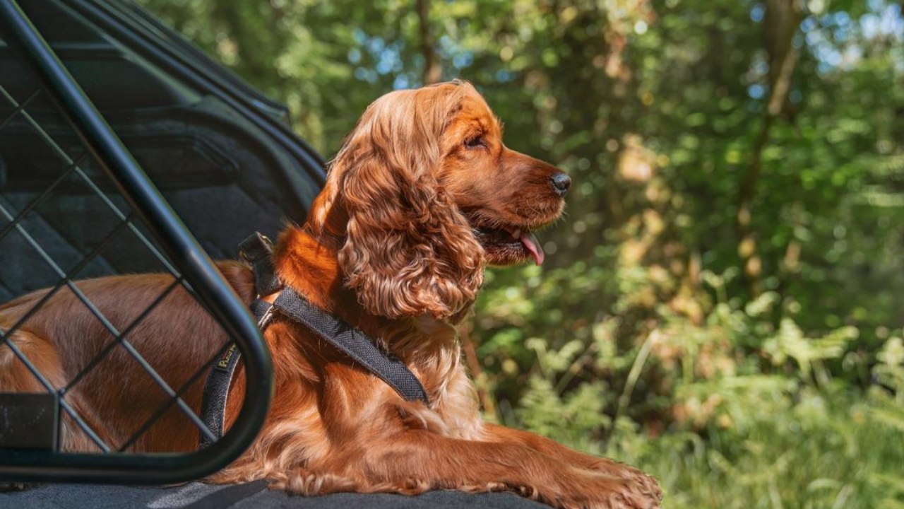 So wird der Bentley Bentayga zum Traumauto für Hundebesitzer | Pet Accessory Range