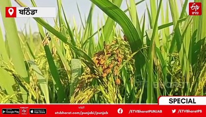 ਝੋਨੇ ’ਤੇ ਹਲਦੀ ਰੋਗ ਦੀ ਮਾਰ; 50 ਫੀਸਦ ਫ਼ਸਲ ਖਰਾਬ, ਜਾਣੋ ਕੀ ਹੈ ਇਸਦਾ ਹੱਲ ?