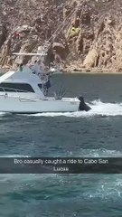 I’ve always wondered how seals migrate