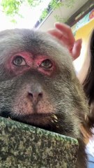 So calm and collected, just like a little angel, that’s Xingxing