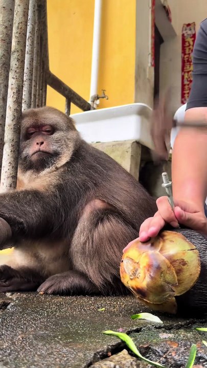 She's been waiting for me. #monkey #monkey #xingxing #cute #lovely