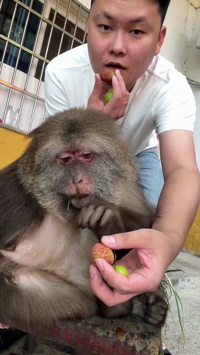 Some people say that I look like Xingxing. #monkey #monkey #xingxing