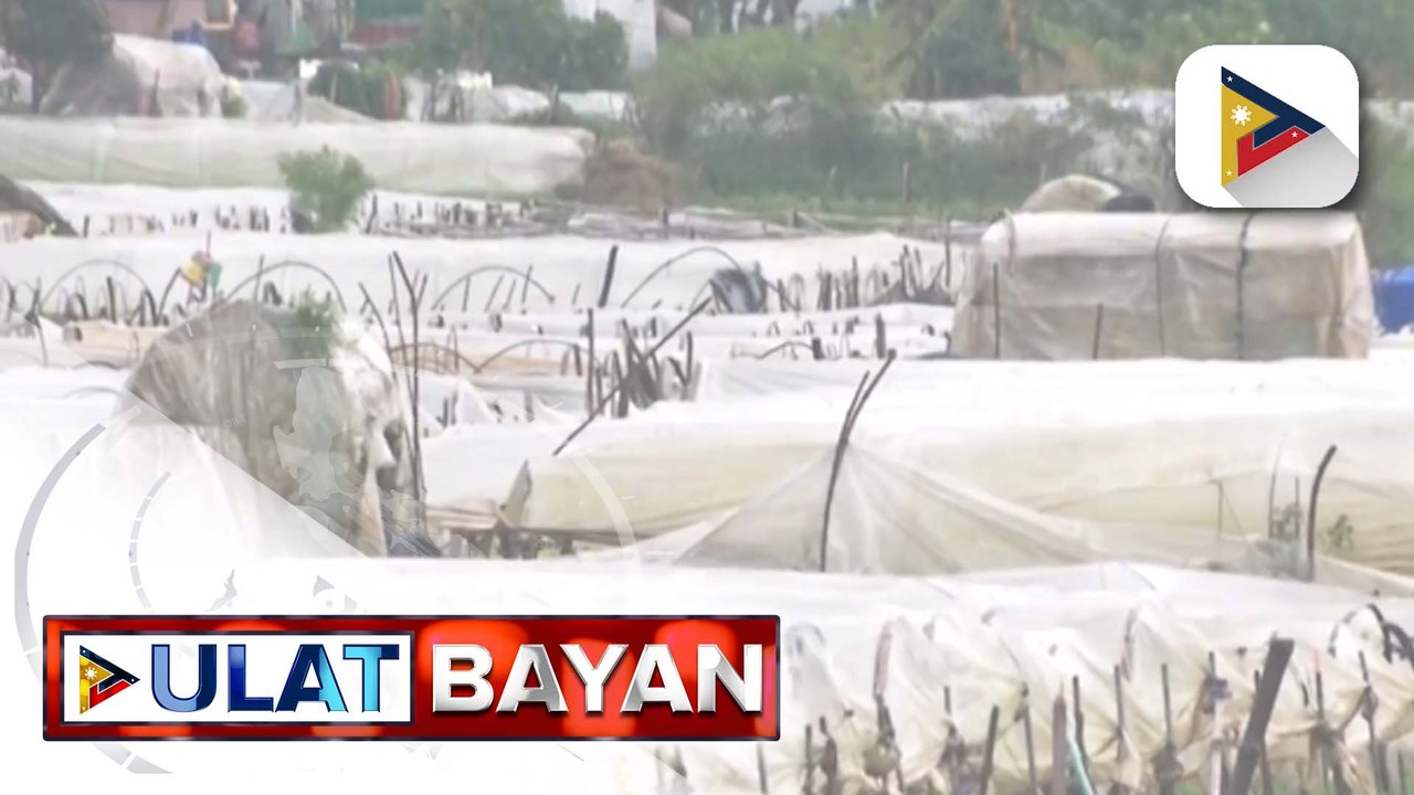 Mga pananim sa strawberry farm sa La Trinidad Benguet, napinsala ng Super Typhoon #NandoPH | ulat ni Janice Denis