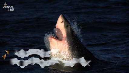 Could This Be Evidence of One of the First Shark Attacks?