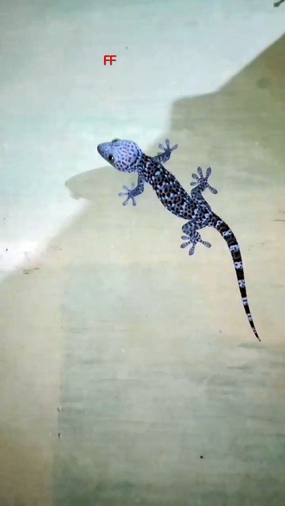 Tokek / Gecko