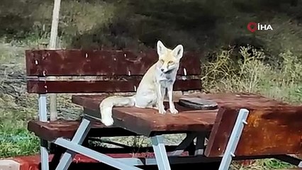 İnsan Gibi Davranan Tilki!