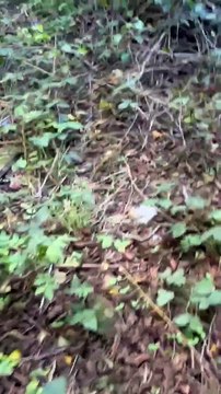 Videos shows flames over Norton Canes industrial estate