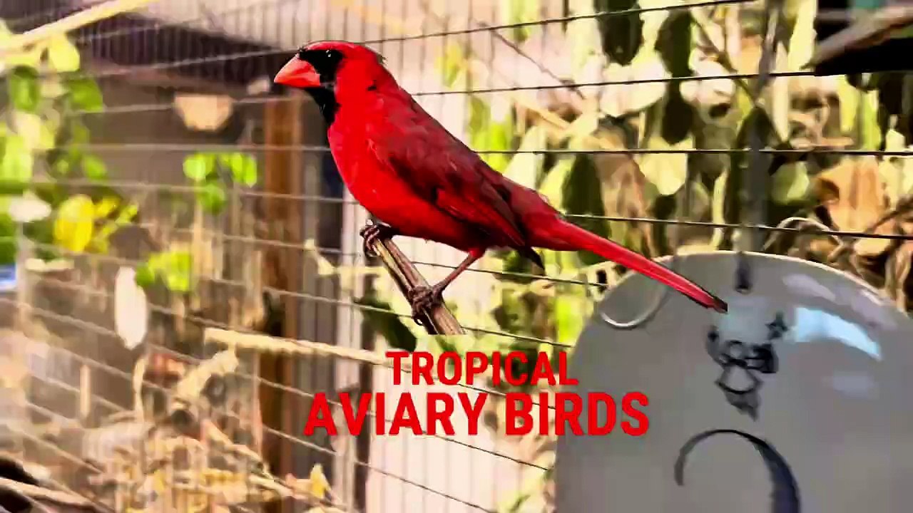 How to Breed Mealworms and Giant Mealworms for Bird Food _ It is EASY__ Aviary Birds