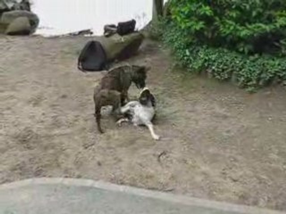 Pen Duick Garde Du Corp