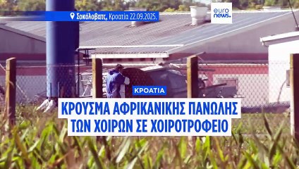 Αφρικανική πανώλη των χοίρων: Δεκάδες χιλιάδες χοίροι θανατώθηκαν στην Κροατία, 30 χλμ. από τα ουγγρικά σύνορα