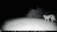 Pumas en la sierra