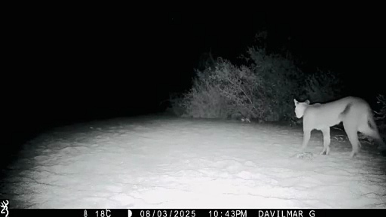 Pumas en la sierra