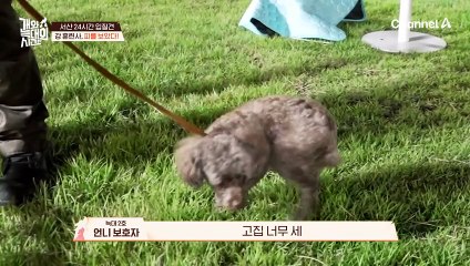 (비상) 강형욱의 손을 물어버린 늑대 2호! 응급처치를 진행했다?!