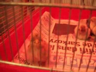 2008-05 poussins