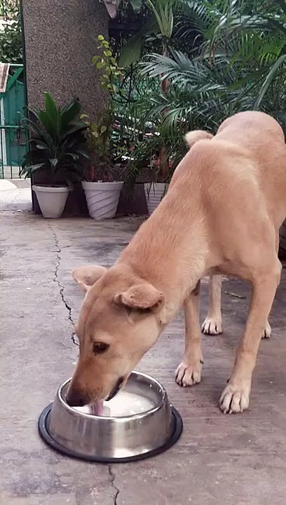 Feeding Stray Dog in Pets Empire Stainless Steel Dog Bowl #dogbowl #shorts   #feeding #dog