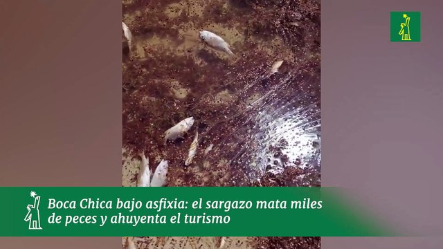 Boca Chica bajo asfixia- el sargazo mata miles de peces y ahuyenta el turismo