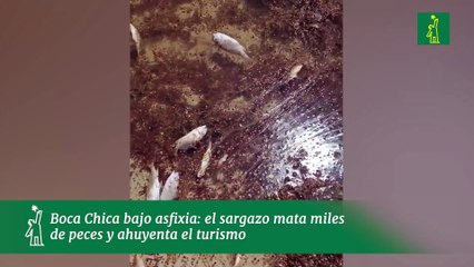 Boca Chica bajo asfixia- el sargazo mata miles de peces y ahuyenta el turismo