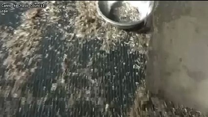 Cannock Chase Environmental Health Officers enter illegal puppy farm