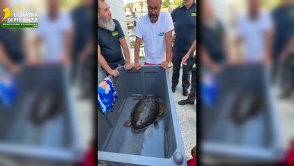 Recupero tartarughe marine Puglia