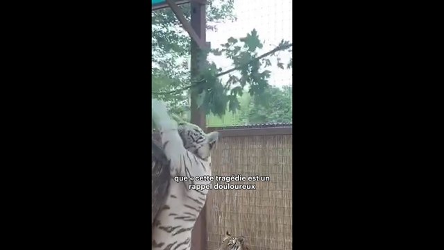 Un dresseur ami de « Tiger King » tué par un de ses tigres