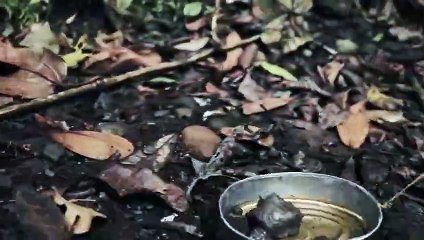 CINETICO - Avance oficial - El grito más humano -documental sobre el poeta Jorge Debravo