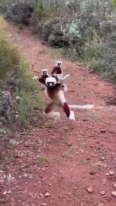 wild animal