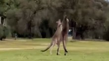 Kangaroo diaries only in Australia 🇦🇺