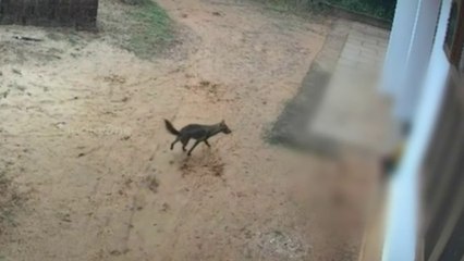 കണ്ണൂരിൽ കുട്ടിയെ കടിച്ചുപറിച്ച് കുറുനരി... നിരവധി പേർക്ക് പരിക്ക്