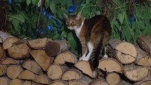 Some Cats Sleep, Some Cats Walk :) #shorts #cats #funnycats #funny #goodnight #cute #fyp #viralcats