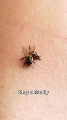 Why Bees Die After They Sting You 😳 (ouch)