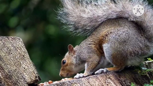 Os animais mais fofos do mundo N•