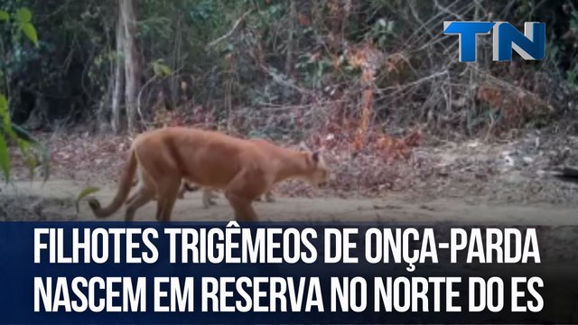 Filhotes trigêmeos de onça-parda nascem em reserva no Norte do ES