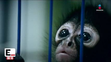 Tráfico de animales exóticos sigue siendo lucrativo en México | DPC con Paola Rojas