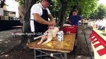 L'art de préparer le cochon de lait au Medieval Festival. Svetvinčenat/Croatia - 17 août 2025