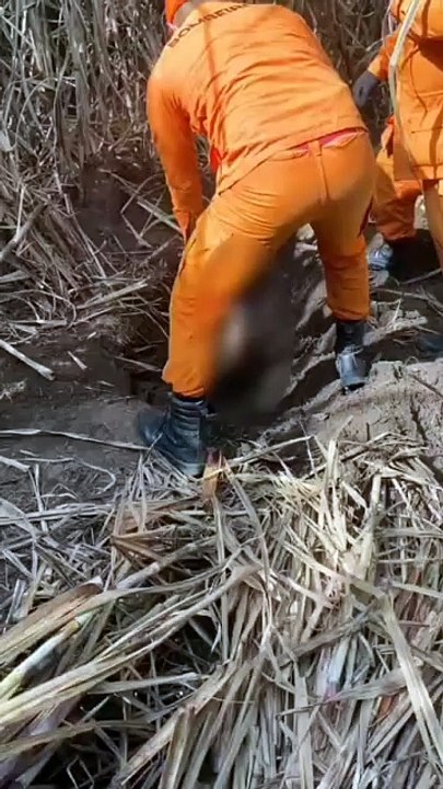 Corpo de homem é encontrado enterrado em canavial de Penedo; Polícia Civil investiga homicídio