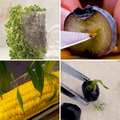 Grow any plants easily with these incredible hacks!