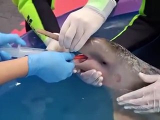 Toninha Diva, resgatada em São Francisco do Sul
