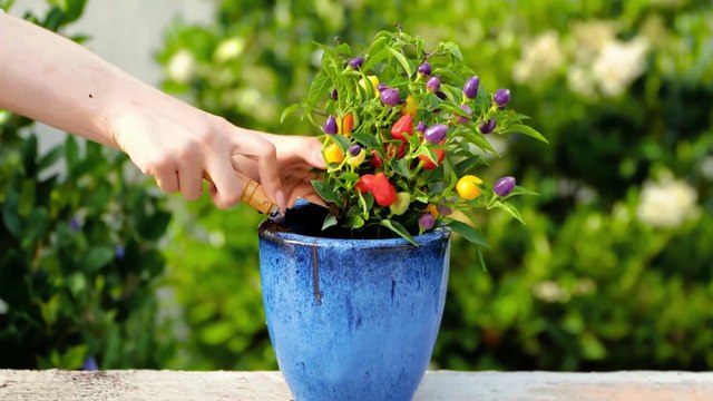 Botanical Wonders, Year-Round Tips for a Flourishing Garden