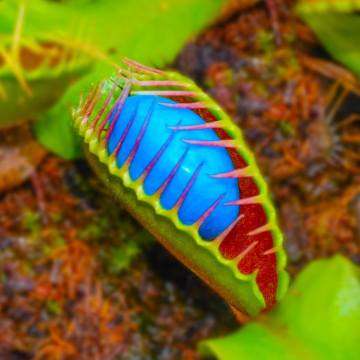 Easy natural ways to get rid of pests that could ruin your plants