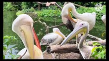Os animais mais fofos do mundo N•485