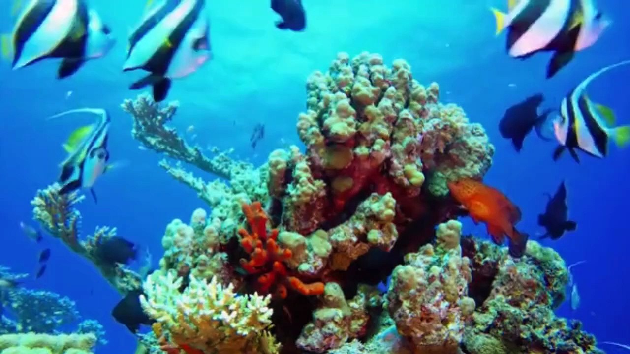 UNDERWATER WORLD-0