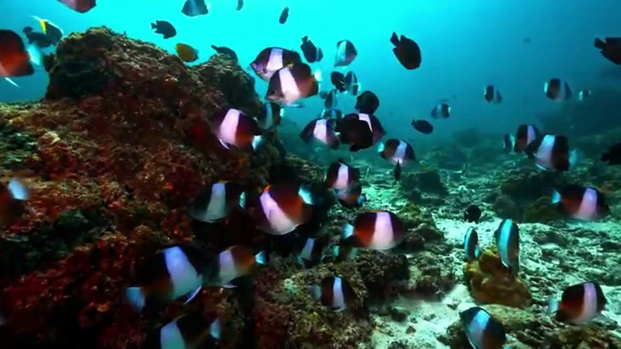 UNDERWATER VIDEO