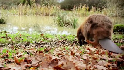 Wilding, retour à la nature sauvage (2023) - Bande annonce