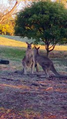 Kangaroo diaries only in Australia 🇦🇺