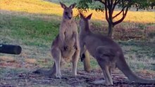 Kangaroo diaries only in Australia 🇦🇺