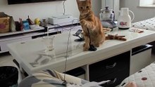 “Yao Xiaomi… Are You Teasing Me? 😂” | Orange Cat Daily Shorts