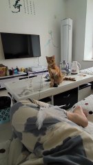 “Yao Xiaomi… Are You Teasing Me? 😂” | Orange Cat Daily Shorts